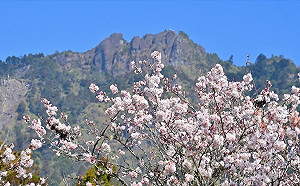 迎浪漫粉紅花海！阿里山櫻花季3/10開跑 交管措施這裡看