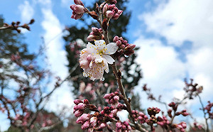 阿里山花季10日登場 12個假日交管大補帖出爐