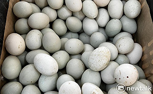 鴨蛋每台斤漲3元  陳吉仲：為飼料成本、加工需求「正常反映」 