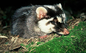 苗栗首例鼬獾狂犬病陽性案例！疾管署：未就醫致死率近百分百 