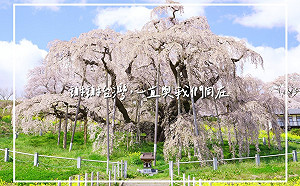 311 大地震 12 週年！泉裕泰聽「花正在開」感念台灣援助 暢想日台友情年年盛開景象