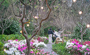 新北萬金杜鵑花金幣許願夯  週末限量兌換！     