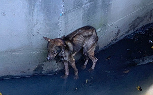 皮包骨浪犬受困3層樓高大排 新北動保處繩梯垂降驚險救援
