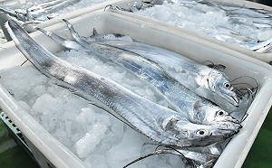 國台辦突宣布解禁！冰鮮白帶魚、凍竹莢魚今起可恢復輸中