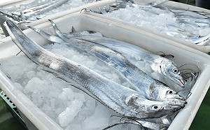 白帶魚、竹筴魚今起恢復輸中 農委會：樂見中國修正作法