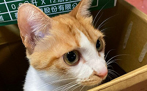 橘貓都「搞威」？這症頭代表生病了