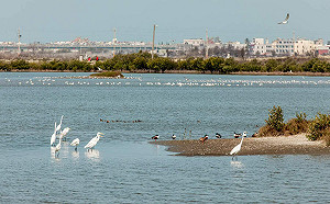 第一屆布袋候鳥季登場 多樣鳥類吸引大批遊客