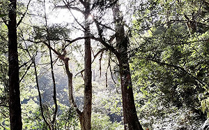 拉拉山國家森林遊樂區4/18正式開園！9/30前門票半價優惠