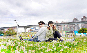 春遊尋花去 新北河濱白花三葉草熱情盛開 