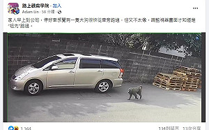 桃園小心狒狒出沒！突破里長圍捕 悠閒逛大街被拍