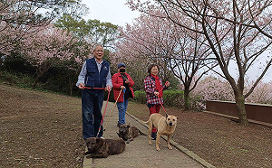 賞櫻秘境三芝動物之家蹓狗趣 3月底前免費打狂犬病疫苗