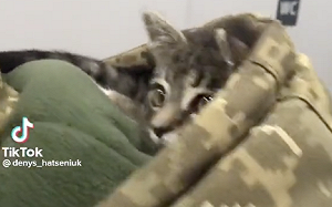 (影) 就算在打仗 也要愛貓！小貓咪躲烏克蘭士兵帽T 吸睛影片引網友朝聖