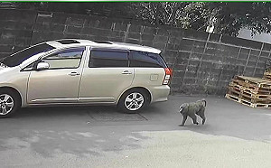 六福村狒狒逃逸促修法！獸鋏全面禁止 逸失動物飼主須負圍捕費