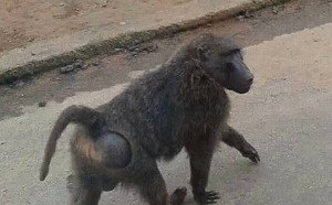 進駐六福村找漏洞！林務局：不再相信園區統計