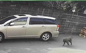 狒狒所屬成謎？六福村：二次清點中