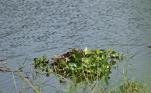 新北大漢溪人工濕地棲地復育有成 紅冠水雞現蹤築巢 