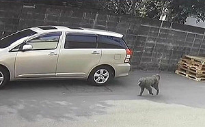 六福村養163隻狒狒幹嘛？原因曝光