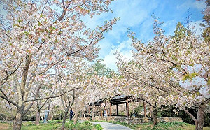 把握最後機會！福壽山櫻花季倒數中