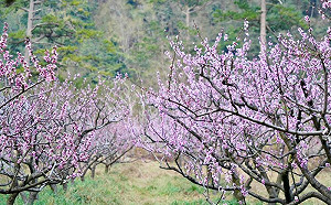 武陵農場桃花炸裂！2賞花秘境曝光