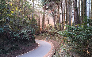 大火致觀霧遊客中心停電、缺水！新竹林管處：暫勿前往