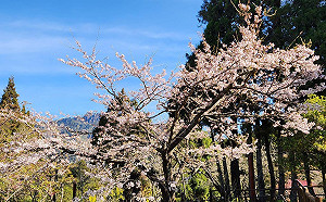 阿里山「櫻王」花開7成！清明連假前園內吉野櫻全盛開