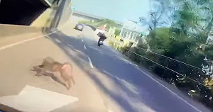 東非狒狒最新身影曝！路旁竄出致車輛急剎女子尖叫 至今仍逍遙桃園