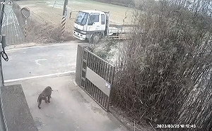 寵物溝通師神隱中？狒狒出沒楊梅富岡 桃園烙百人義勇軍集結