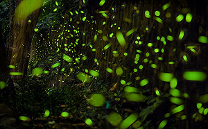 螢火蟲即將大爆發  新北公開53處賞螢秘境全攻略