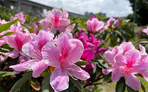 來河濱心花開  新北三重荷花公園杜鵑嬌豔登場