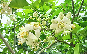 新北八里柚花香 推特色商家折扣賞美景 