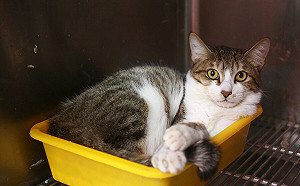 呆萌小貓遭撞折前後肢 新北動保處獸師聯合手術助康復