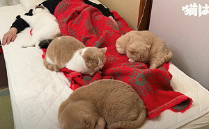 叫人起床卻見床有4神獸！貓奴笑翻