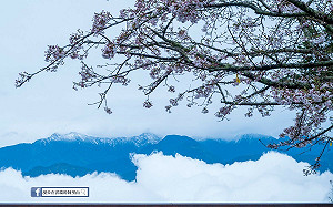 夢幻美景如仙境！玉山3月雪、阿里山櫻花隔空相望
