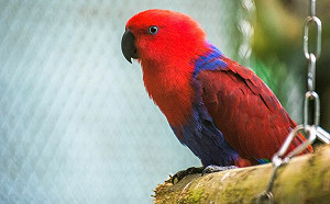 主人遇害！鸚鵡滴水不進「喊2字」