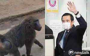 狒狒傷亡VS.馬英九訪中 誰重要？投票結果一面倒 網酸：誰甩耍猴戲的？