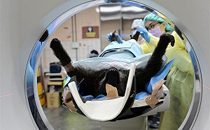 認了園內狒狒脫逃！是否撤銷告訴？六福村仍會提告：兩回事