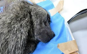 狒狒之死》農業局專委盧紀燁請辭獲准 局長陳冠義自請處分