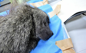 六福村否認開槍揚言提告！「民怨狒騰」粉專遭灌爆：不說清楚就抵制