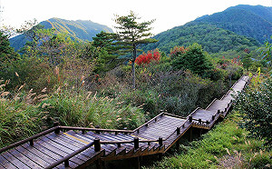 出遊注意！觀霧遊憩區雲霧步道入口施工管制