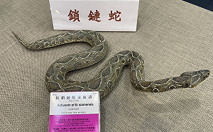 4月起蛇類咬傷數增多！疾管署：牢記「五要五不」