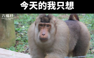 ｢會被罰錢不能說狒狒是我們的｣ 里長曾在臉書通報遭六福村要求撤文