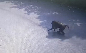 狒狒從未傷人！網不捨：牠是好狒狒