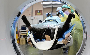 狒狒之死獵人要背鍋？原民協會3聲明轟：政府才是殺狒兇手