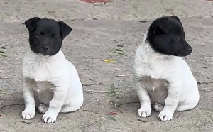 不是P圖！狗狗界「黑白無常」超萌