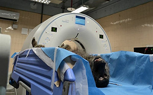 狒狒遭「合法獵人」槍殺！林務局揭神秘面紗：全台僅有20位