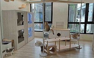 清明返鄉寵物寄宿 首選新北426家合法寵物旅館