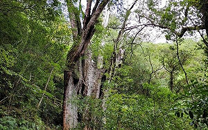 近距離感受壯闊神木！拉拉山國家森林遊樂區4/18正式開幕