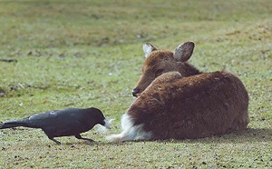 鹿要禿了！烏鴉不留情「狂拔屁毛」