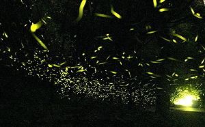 夜空下螢光點點！新北「滿月圓螢火蟲季」4/1閃耀登場