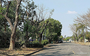 中油園區珍貴林木傳移植枯死   高市工務局澄清僅進行修枝、斷根